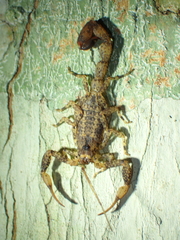 Tityus silvestris