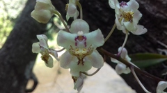 Trichocentrum stramineum