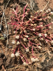 Portulaca halimoides