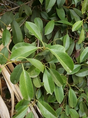 Angiospermae