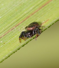 Xysticus bimaculatus