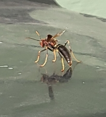 Polistes metricus