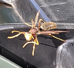 Polistes metricus