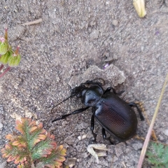 Calosoma vagans