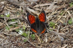 Lycaena phlaeas hypophlaeas