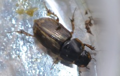 Melinopterus consputus
