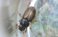 Melinopterus consputus