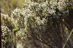 Erica diosmifolia