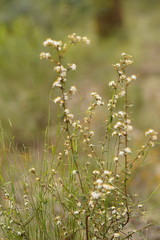 Asterolasia asteriscophora albiflora