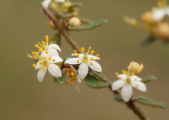 Asterolasia asteriscophora albiflora