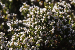 Erica diosmifolia