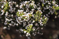 Erica diosmifolia