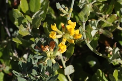 Acmispon dendroideus