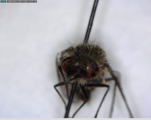 iNaturalist observation photo of Conophorus