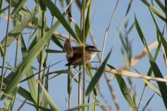 Acrocephalus melanopogon