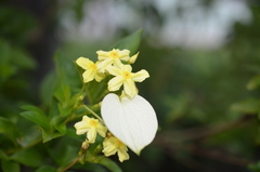 Mussaendeae