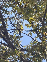 Aphelocoma californica