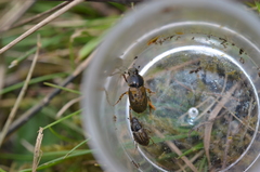 Melinopterus consputus