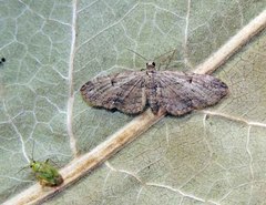 Eupithecia ericeata