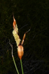 Willdenowia incurvata