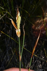 Willdenowia incurvata