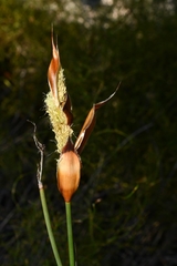 Willdenowia incurvata