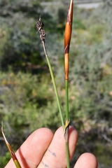 Willdenowia incurvata