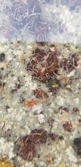 Artemiidae