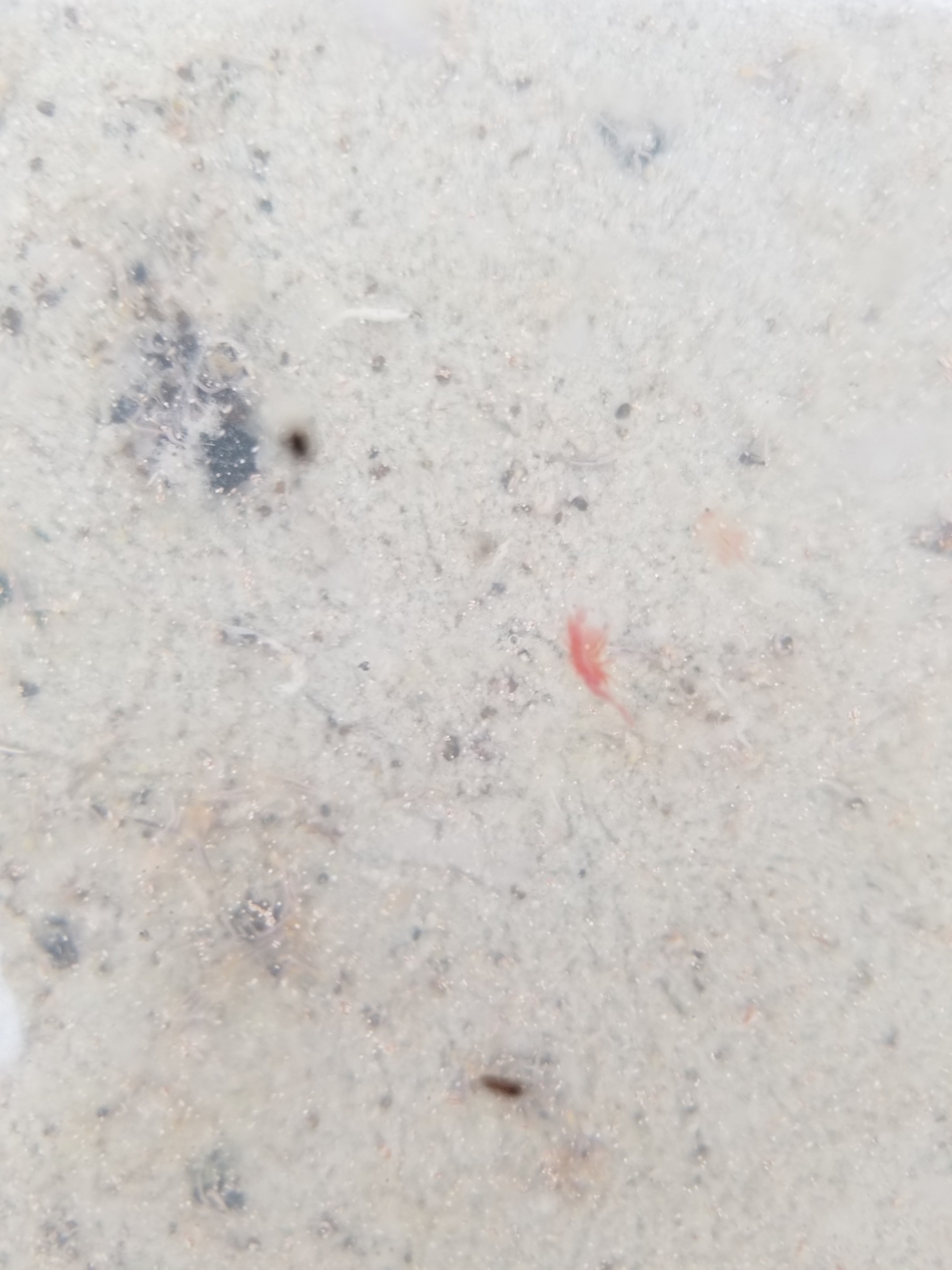 Artemia monica Verrill, 1869