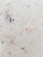 Artemiidae