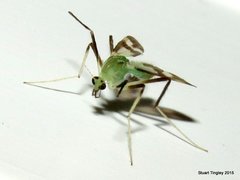 Stenochironomus hilaris
