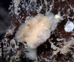 Pseudoceros canadensis