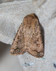 Nudorthodes variabilis