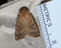 Nudorthodes variabilis