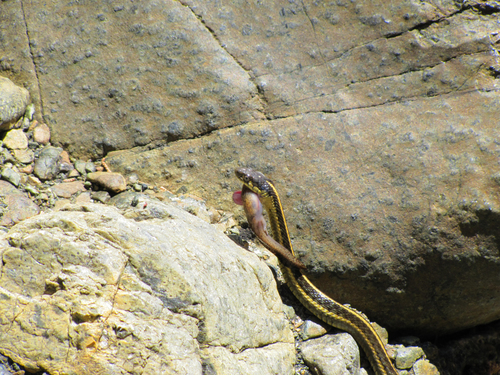 Aquatic Garter Snake (Thamnophis atratus), a species recorded in Oregon