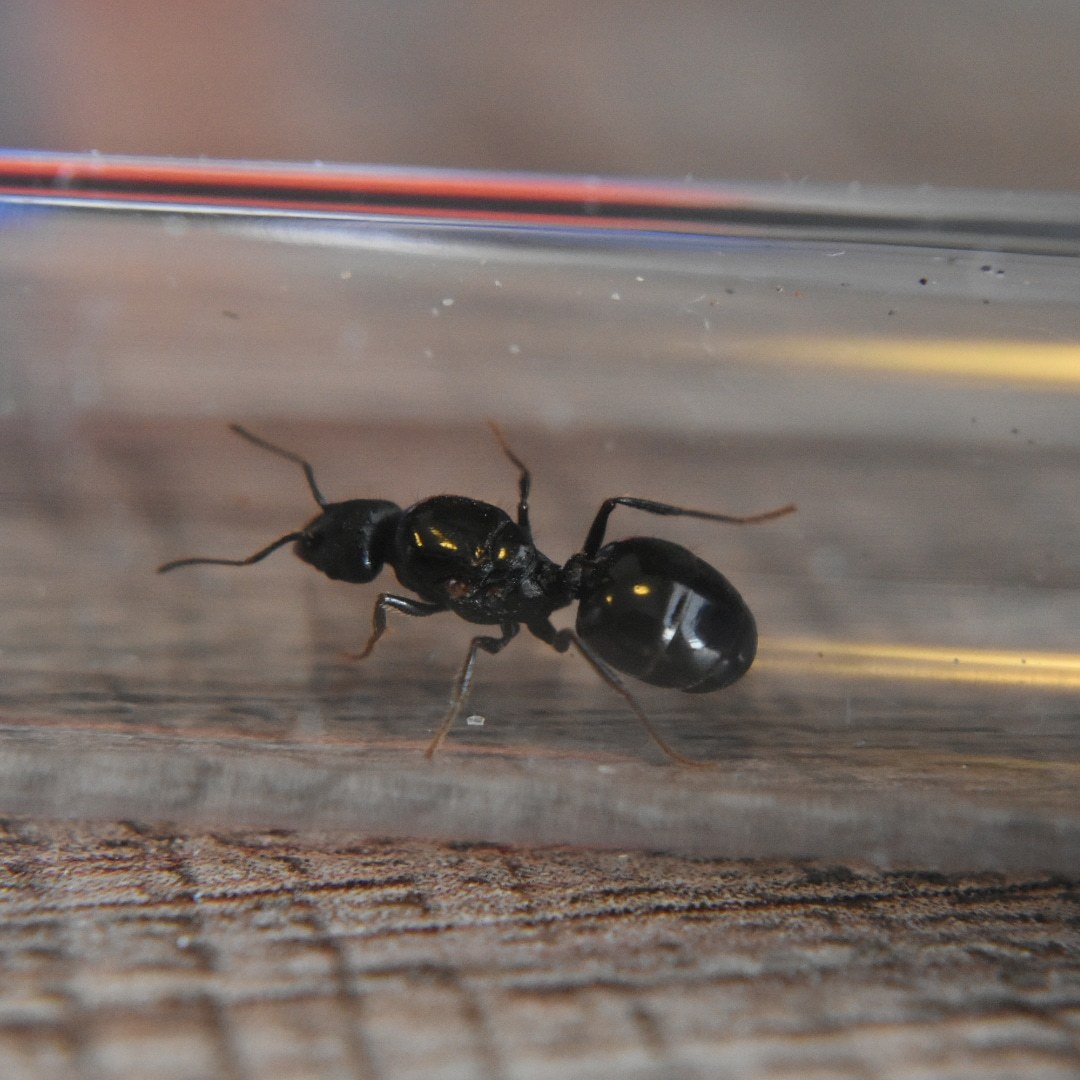 Pheidole hirtula