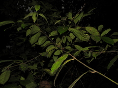 Licaria debilis