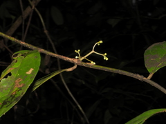 Licaria debilis