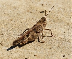 Spharagemon cristatum