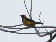 Icterus auricapillus