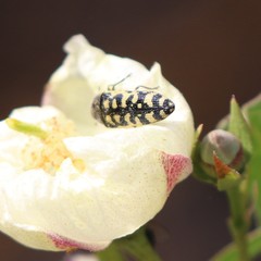 Acmaeodera solitaria