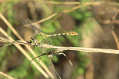 Erpetogomphus crotalinus