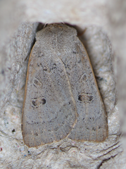 Abagrotis orbis