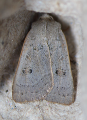 Abagrotis orbis