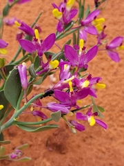 Rhinotropis subspinosa