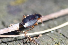 Cymindis