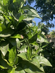 Leptoglossus chilensis