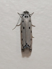 Ethmia heptasema