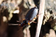 Cymindis