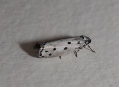 Ethmia heptasema